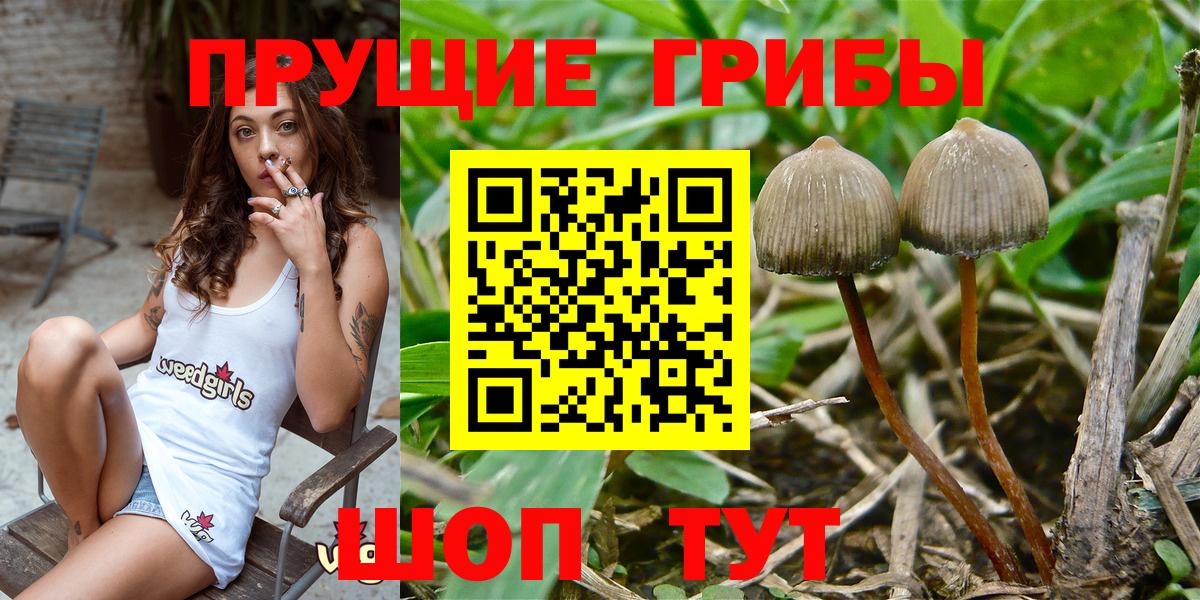 Псилоцибиновые грибы Psilocybe  цена наркотик  Димитровград  Вход с VPN 